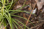 Narrowleaf ironweed 